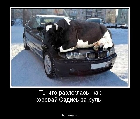 Ты что разлеглась, как корова?  Садись за руль!
