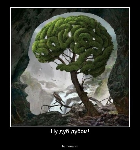 Ну дуб дубом!