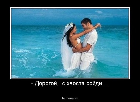 - Дорогой,  с хвоста сойди ...