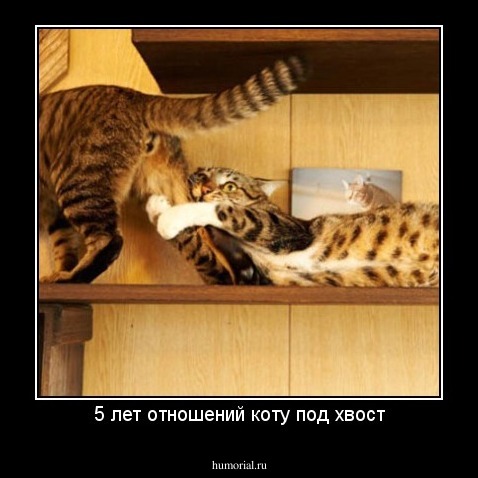 5 лет отношений коту под хвост
