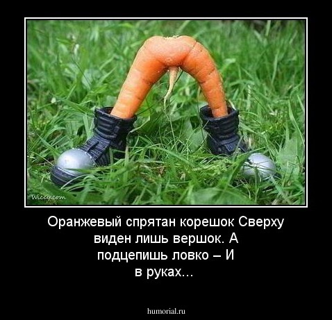 Оранжевый спрятан корешок
 Сверху виден лишь вершок.
 А подцепишь ловко –
 И в руках...

