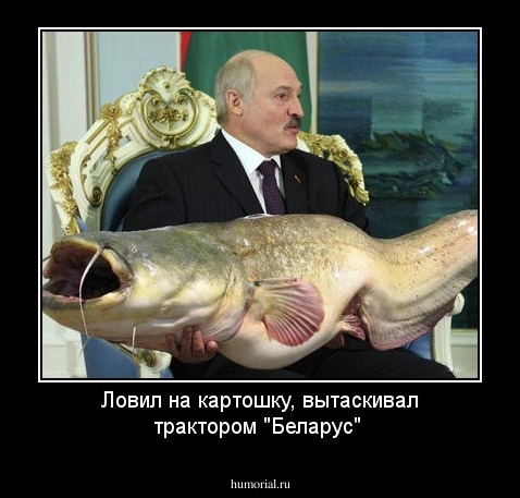 Ловил на картошку, вытаскивал трактором "Беларус"