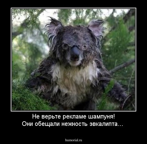 Не верьте рекламе шампуня! Они обещали нежность эвкалипта...