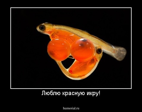 Люблю красную икру!