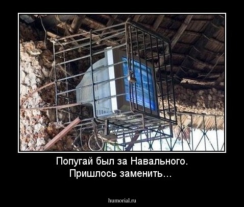 Попугай был за Навального. Пришлось заменить...