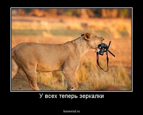 У всех теперь зеркалки