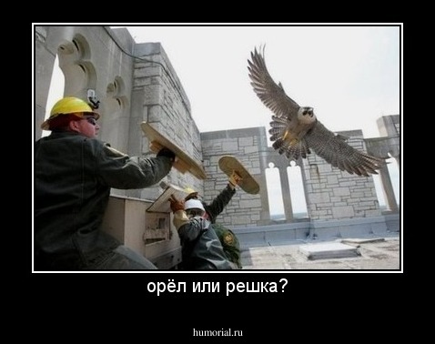 орёл или решка?