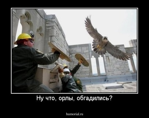 Ну что, орлы, обгадились?