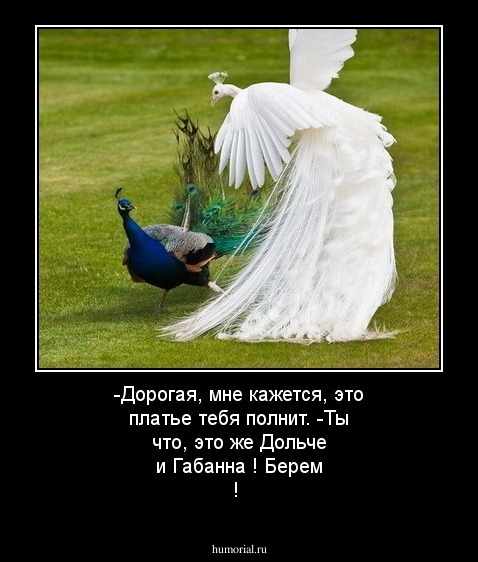 -Дорогая, мне кажется, это платье тебя полнит.
-Ты что, это же Дольче и Габанна ! Берем !