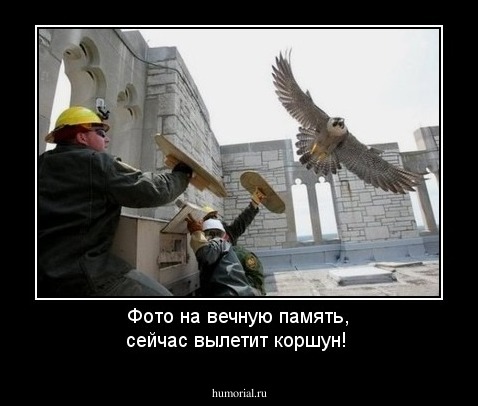 Фото на вечную память, сейчас вылетит коршун!