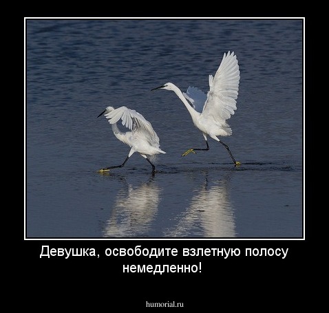 Девушка, освободите взлетную полосу немедленно!