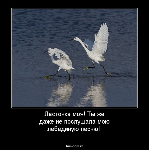 Ласточка моя! Ты же даже не послушала мою лебединую песню!