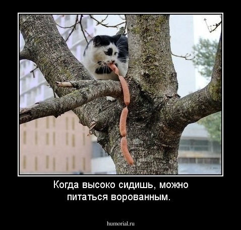 Когда высоко сидишь, можно питаться ворованным.