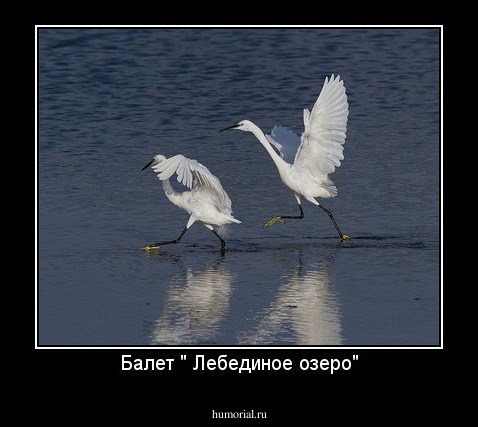 Балет " Лебединое озеро"