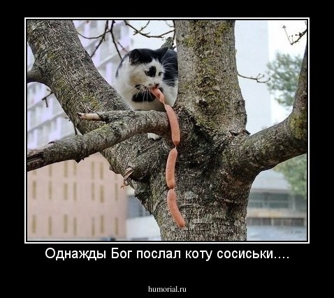 Однажды Бог послал коту сосиськи....