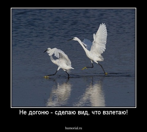 Не догоню - сделаю вид, что взлетаю!