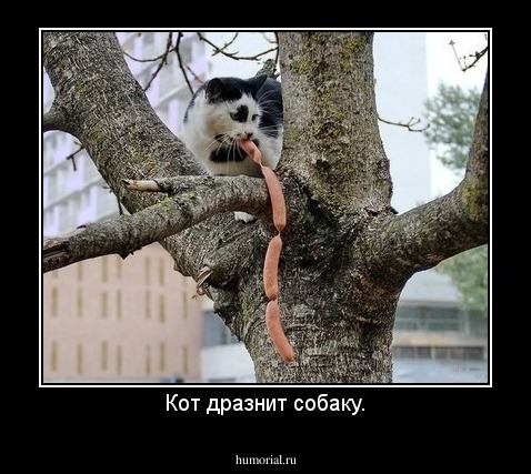Кот дразнит собаку.