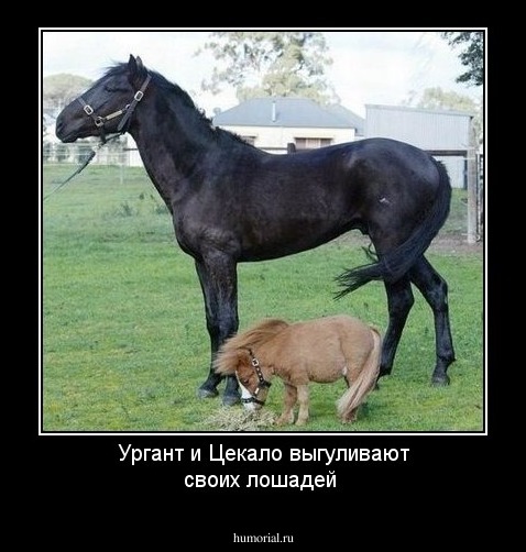 Ургант и Цекало выгуливают своих лошадей