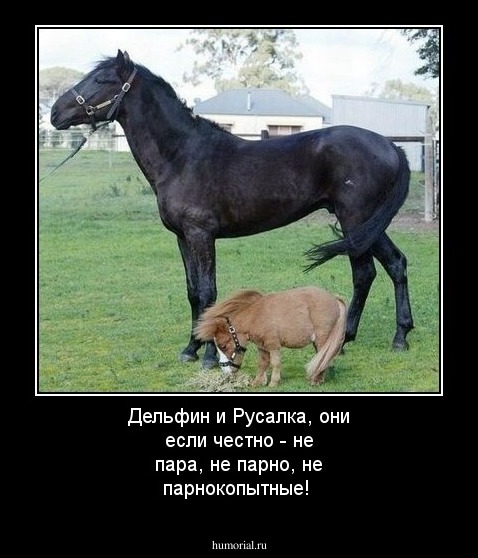 Дельфин и Русалка, они если честно - не пара, не парно, не парнокопытные!