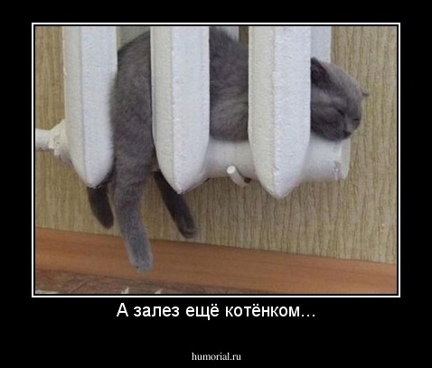 А залез ещё котёнком...