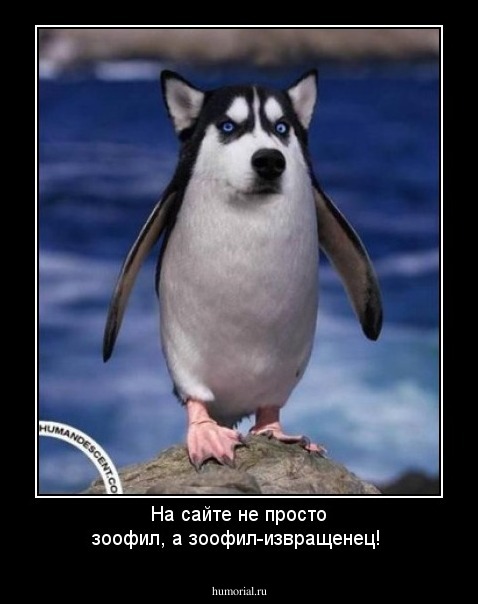 На сайте не просто зоофил, а зоофил-извращенец!