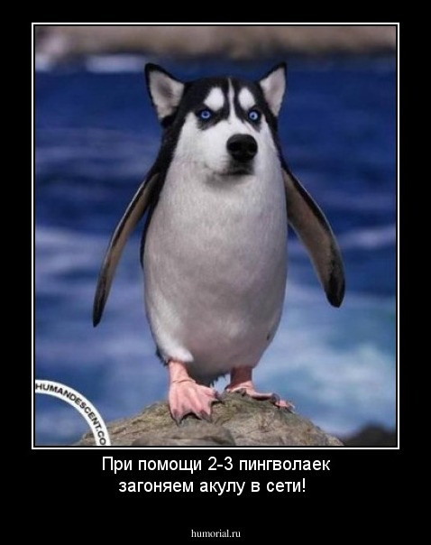 При помощи 2-3 пингволаек загоняем акулу в сети!