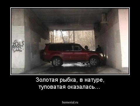 Золотая рыбка, в натуре, туповатая оказалась...
