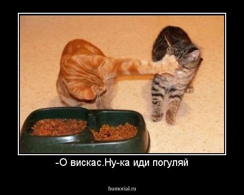 -О вискас.Ну-ка иди погуляй