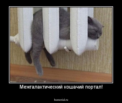 Межгалактический кошачий портал!