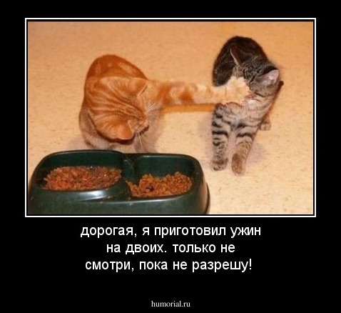 дорогая, я приготовил ужин на двоих. только не смотри, пока не разрешу!