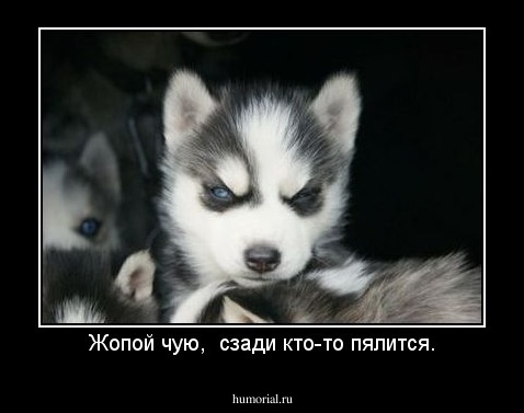 Жопой чую,  сзади кто-то пялится.