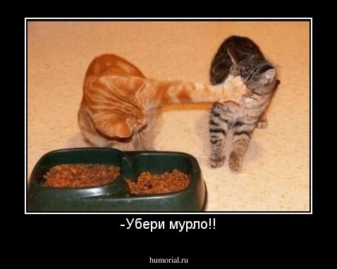 -Убери мурло!!