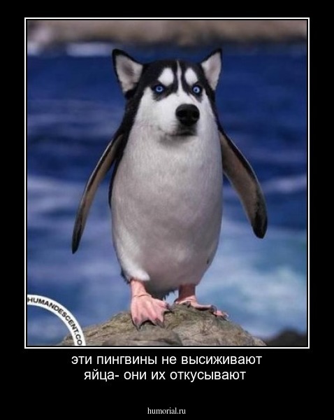 эти пингвины не высиживают яйца- они их откусывают