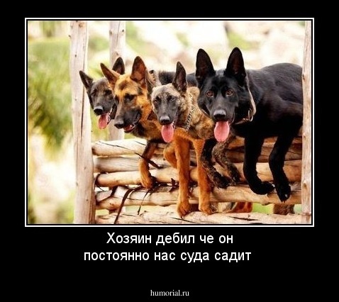 Хозяин  дебил че он постоянно нас суда садит 