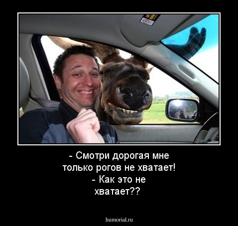 - Смотри дорогая мне только рогов не хватает!  
- Как это не хватает??