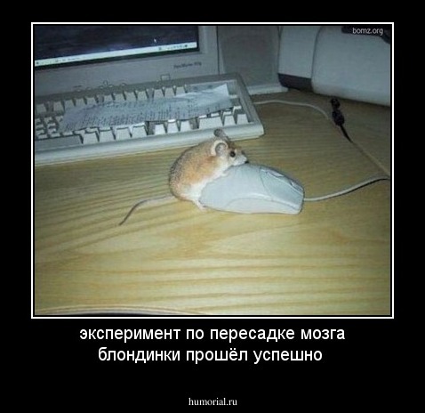 эксперимент по пересадке мозга блондинки прошёл успешно
