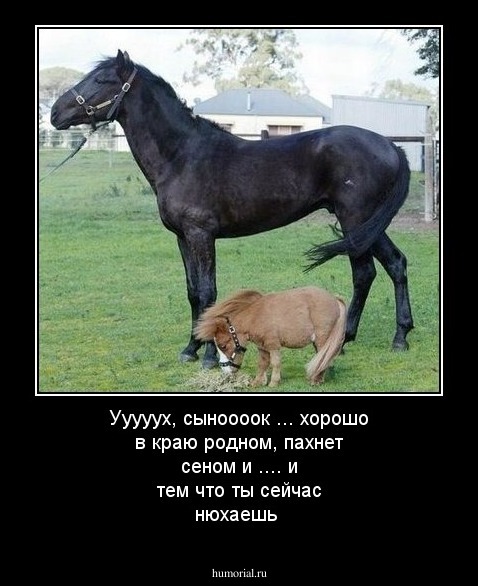 Ууууух, сыноооок ... хорошо в краю родном, пахнет сеном и .... и тем что ты сейчас нюхаешь