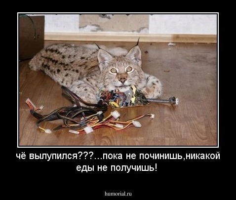 чё вылупился???...пока не починишь,никакой еды не получишь!