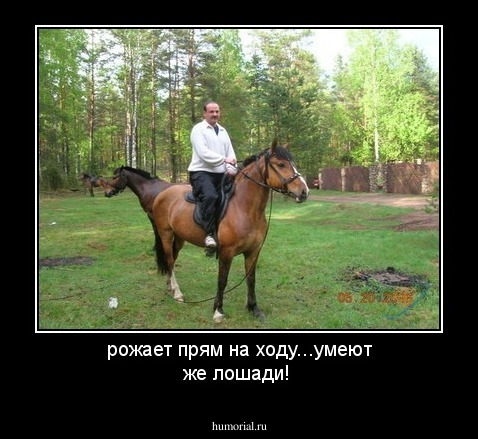 рожает прям на ходу...умеют же лошади!
