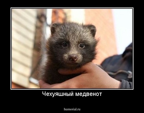 Чехуяшный медвенот