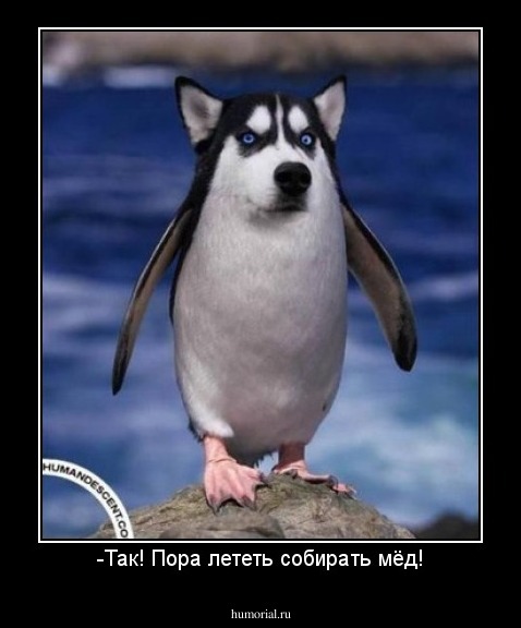 -Так! Пора лететь собирать мёд!