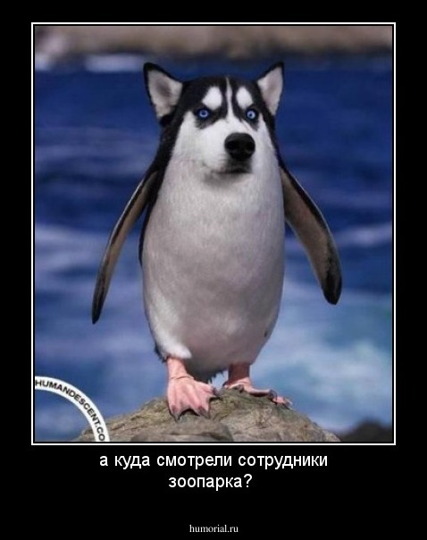 а куда смотрели сотрудники зоопарка?