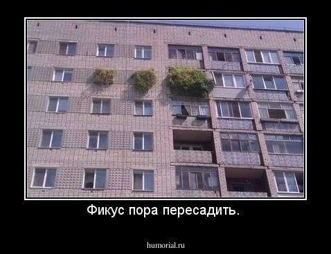 Фикус пора пересадить. 