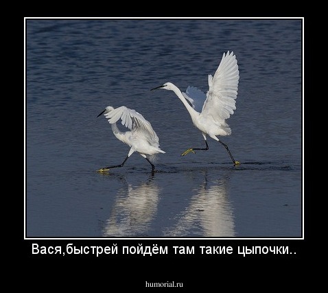 Вася,быстрей пойдём там такие цыпочки..