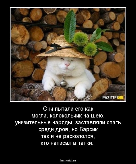 Они пытали его как могли, колокольчик на шею, унизительные наряды, заставляли спать среди дров, но Барсик так и не раскололся, кто написал в тапки.