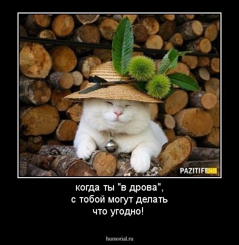 когда ты "в дрова", с тобой  могут делать что угодно!