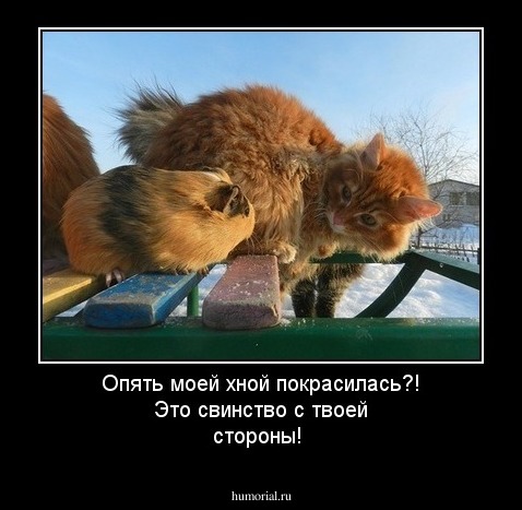Опять моей хной покрасилась?! Это  свинство с твоей стороны!