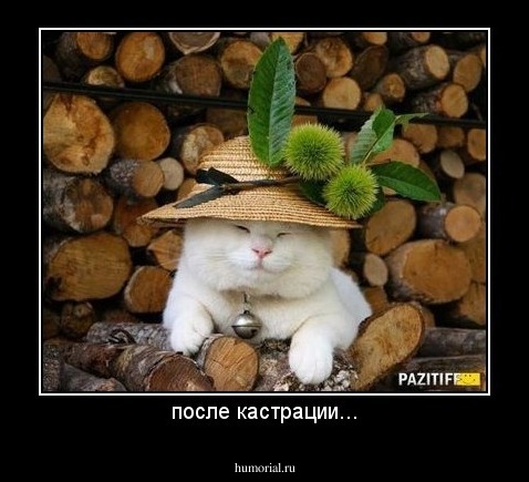 после кастрации...