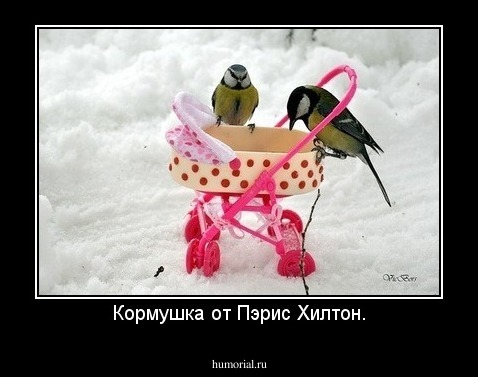 Кормушка от Пэрис Хилтон.
