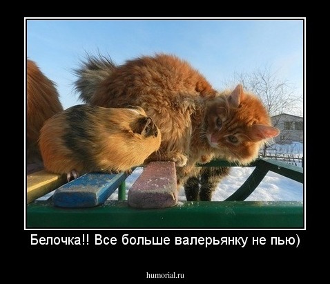 Белочка!! Все больше валерьянку не пью)